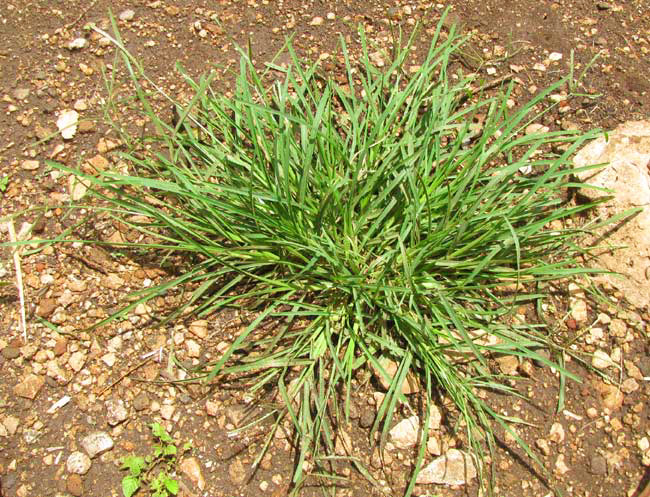 Goosegrass, ELEUSINE INDICA