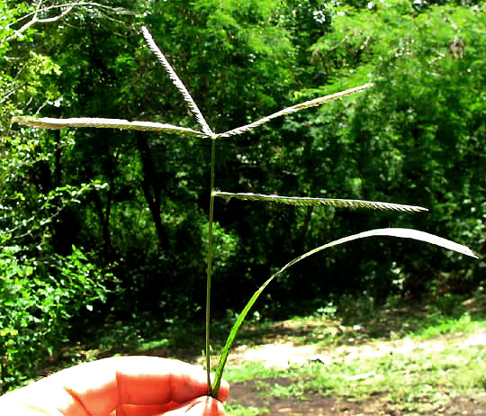 Goosegrass, ELEUSINE INDICA, flower head