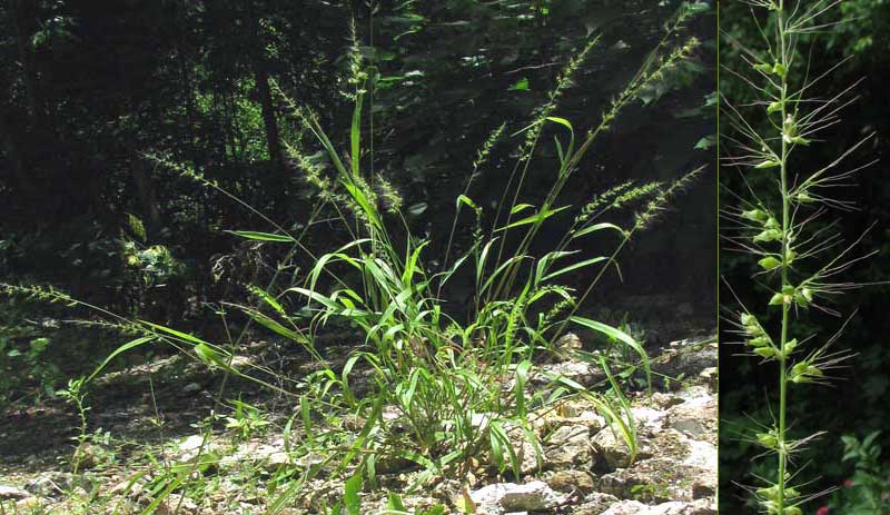 SETARIOPSIS AURICULATA, plant and flowering head