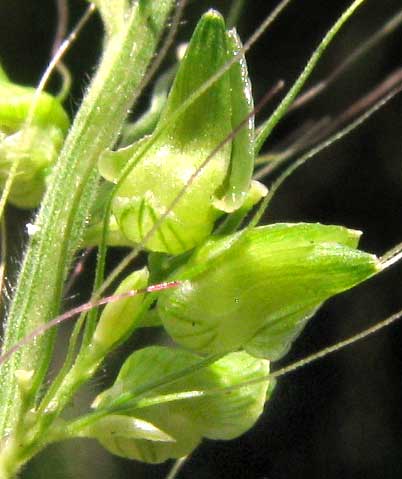 SETARIOPSIS AURICULATA, spikelets, flowers