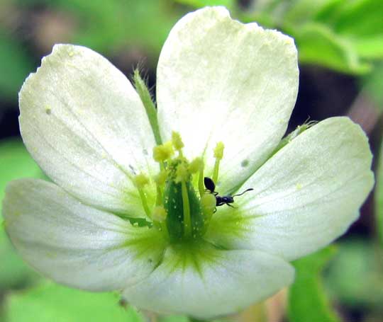 Big Caltrop, KALLSTROEMIA MAXIMA, flower