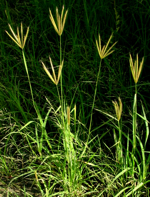 Windmill-grass, CHLORIS BARBATA