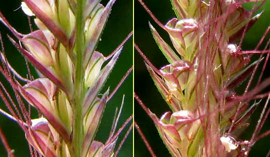 Windmill-grass, CHLORIS BARBATA, flowerets