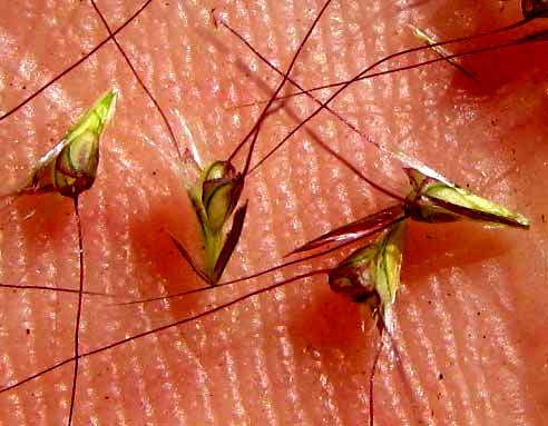 Windmill-grass, CHLORIS BARBATA, flowers or spikelets