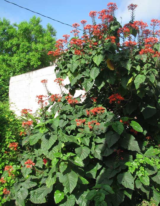 Java Glorybower, CLERODENDRUM SPECIOSISSIMUM