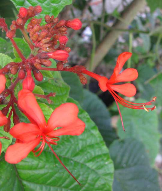 PROTANDROUS FLOWERS of Java Glorybower, CLERODENDRUM SPECIOSISSIMUM