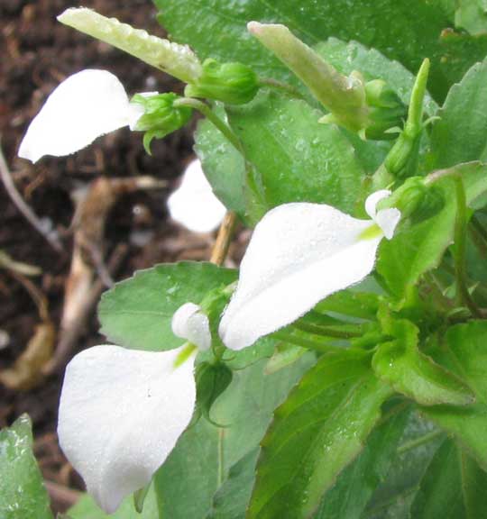 HYBANTHUS LONGIPES, flowers