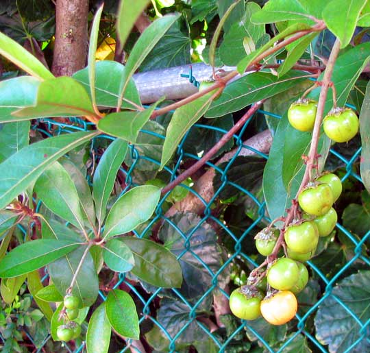 Nance, BYRSONIMA CRASSIFOLIA, fruits