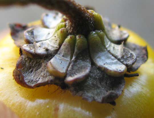 Nance, BYRSONIMA CRASSIFOLIA, glands on fruit