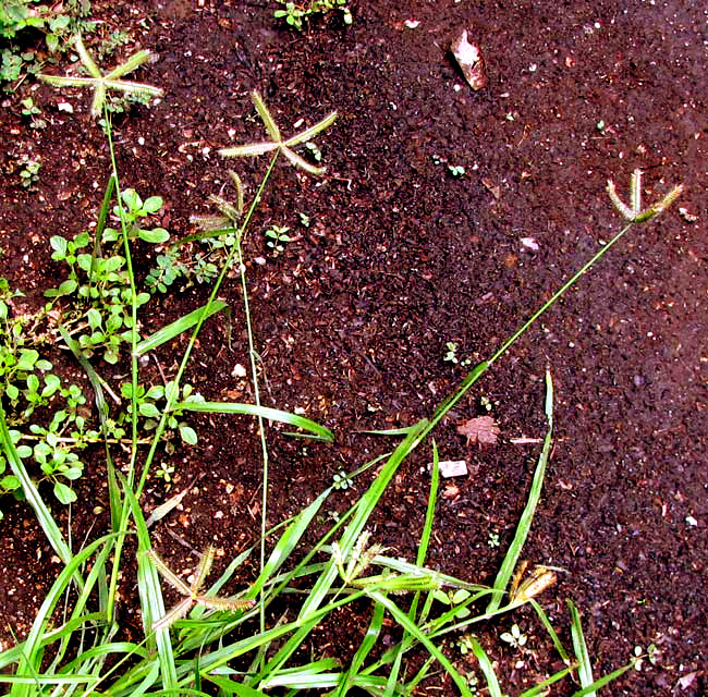 Egyptian Crowfoot Grass, DACTYLOCTENIUM AEGYPTIUM)