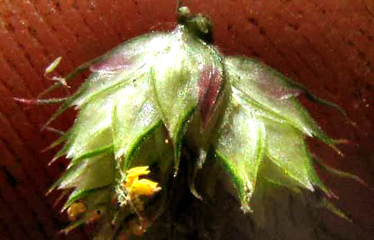 spikelets of Egyptian Crowfoot Grass, DACTYLOCTENIUM AEGYPTIUM