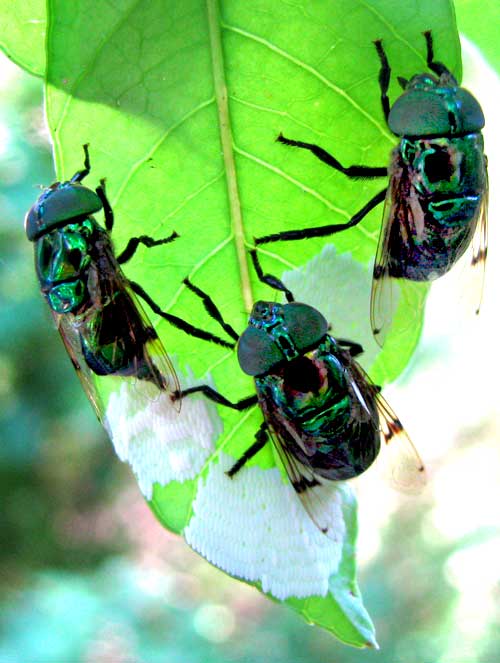 Green Hover Fly, ORNIDIA OBESA