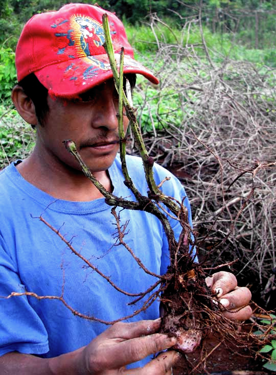 Ñame, or White Yam, or Water Yam, DIOSCOREA ALATA