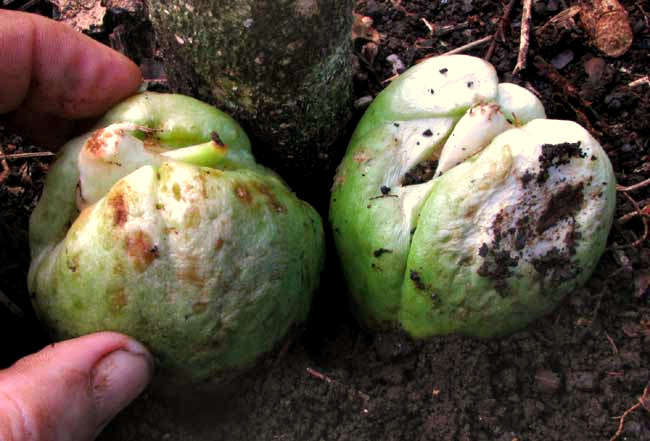 Chayote, SECHIUM EDULE