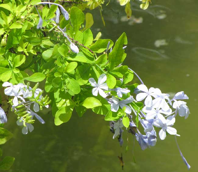 Cape Leadwort, PLUMBAGO AURICULATA