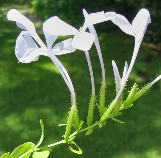 Cape Leadwort, PLUMBAGO AURICULATA, flowers