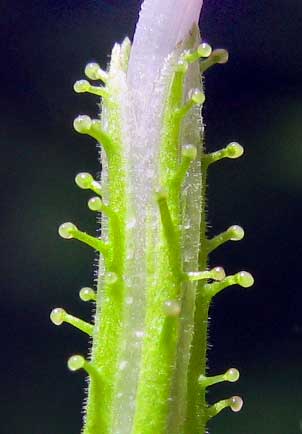 Cape Leadwort, PLUMBAGO AURICULATA, glands on calyx
