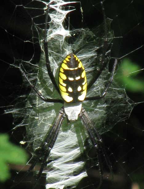 Garden Spider, ARGIOPE AURANTIA, in the Yucatan, Mexico