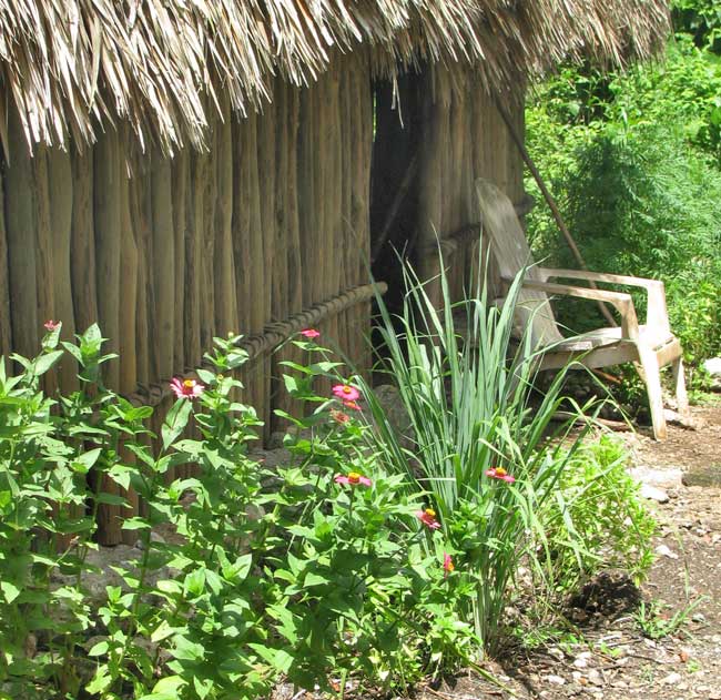 zinnias by the hut