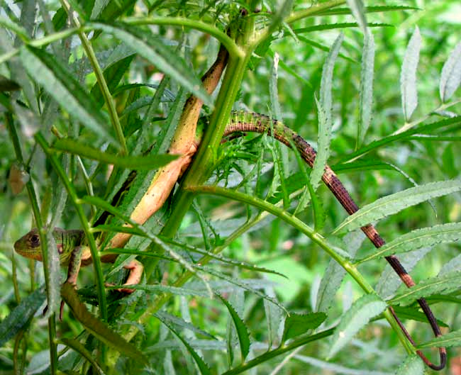 Black Iguana, Ctenosaura similis, young, green one in marigolds