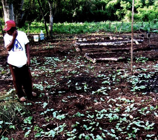 weedy seedlings of Pica-Pica or Velvetbean, MUCUNA PRURIENS