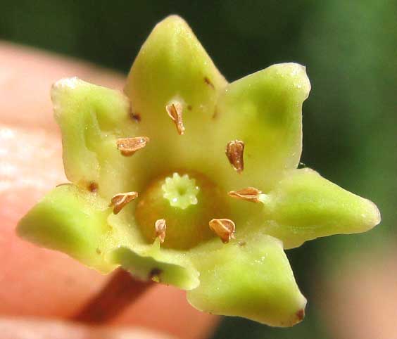 Star-Apple, CHRYSOPHYLLUM CAINITO, flower close-up