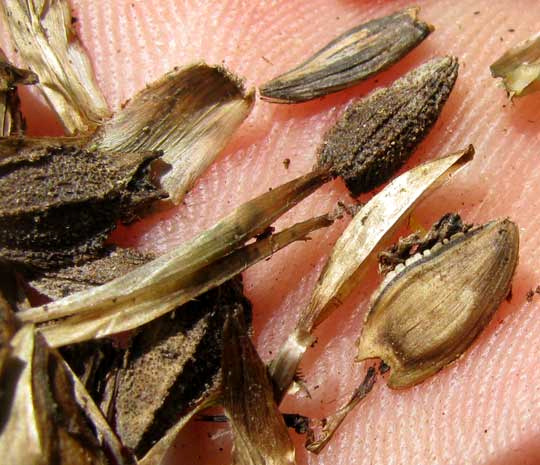 cypsela-type fruits, or 'seeds' of Common Zinnia, ZINNIA ELEGANS