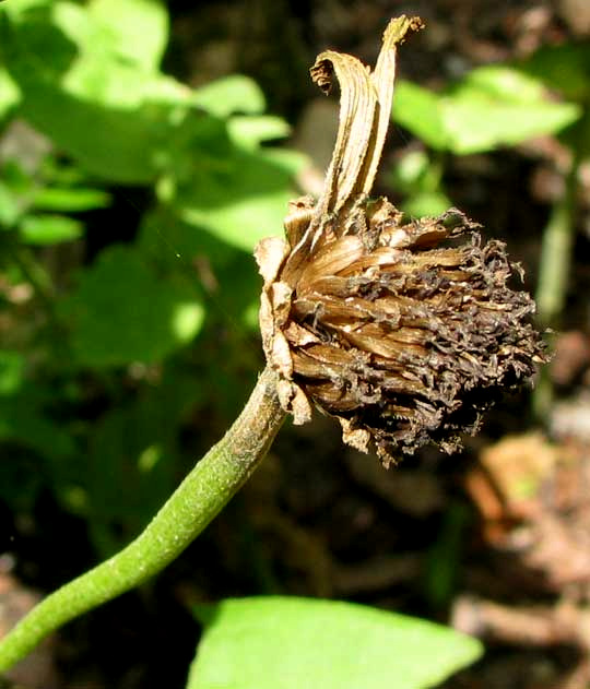 dry seeding flower head of Common Zinnia, ZINNIA ELEGANS