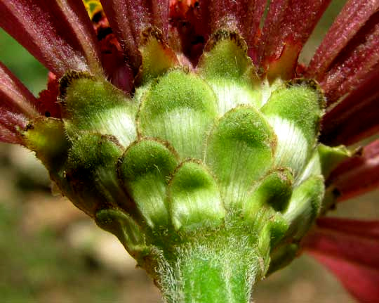  involucral bracts of Common Zinnia, ZINNIA ELEGANS