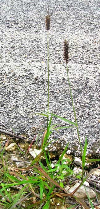 Bur-Grass, CENCHRUS BROWNII