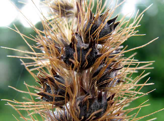 Bur-Grass, CENCHRUS BROWNII