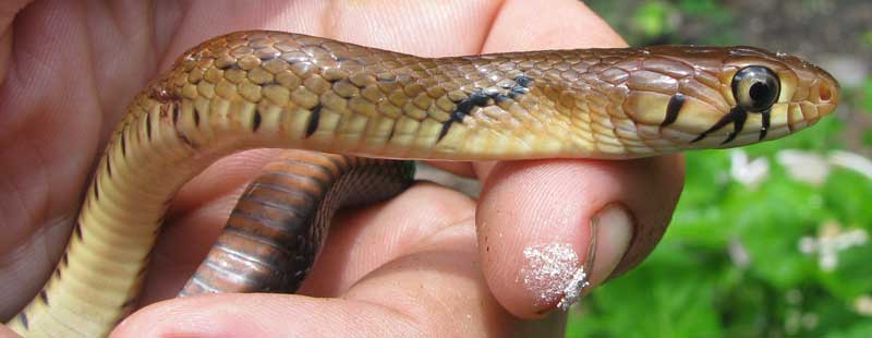 Tropical Indigo Snake, DRYMARCHON CORAIS, juvenile in Yucatan, Mexico
