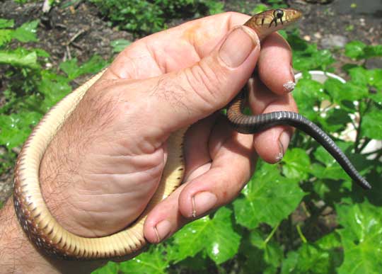 Tropical Indigo Snake, DRYMARCHON CORAIS, juvenile
