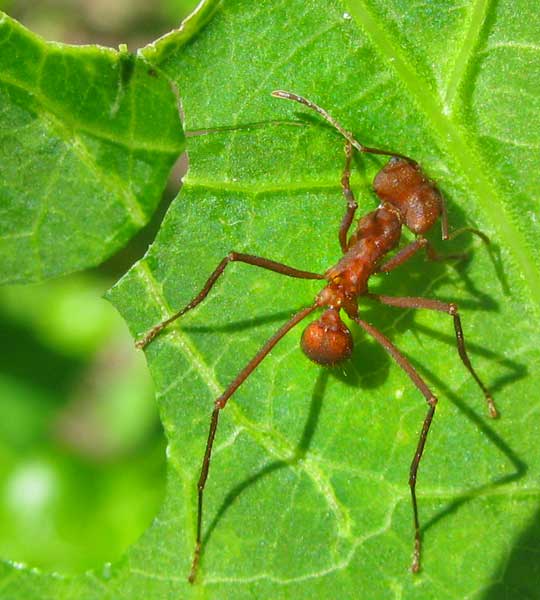 LEAFCUTTER ANT cutting leaf