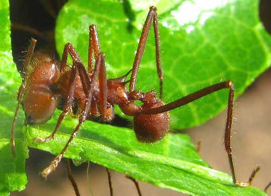 LEAFCUTTER ANT cutting leaf