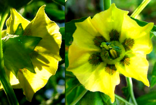 Tomatillo, Husk Tomato, PHYSALIS IXOCARPA, flower showing calyx