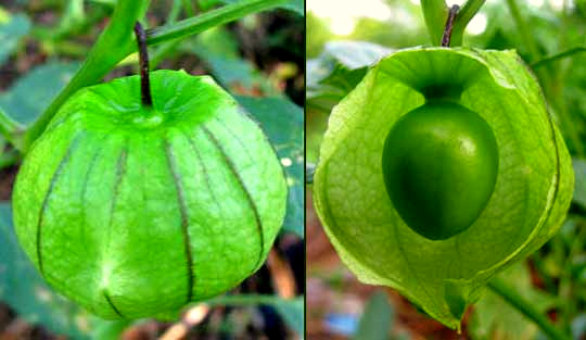 Tomatillo, Husk Tomato, PHYSALIS IXOCARPA, fruit surrounded by husk