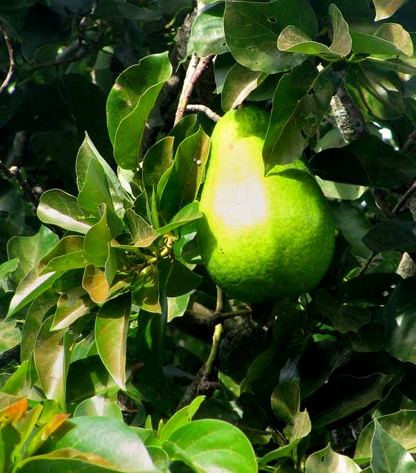 Avocado, Persea americana