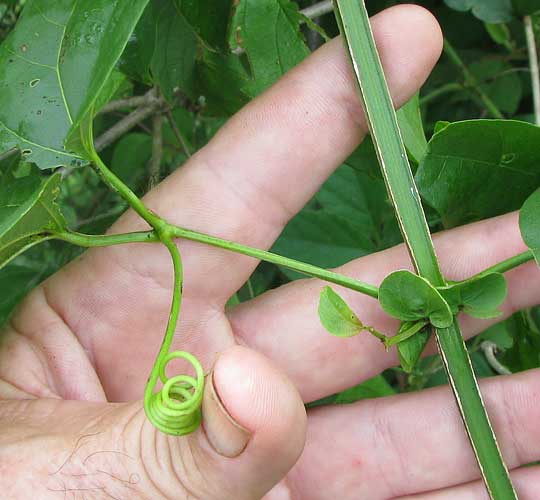 CYDISTA DIVERSIFOLIA, stipules and tendril