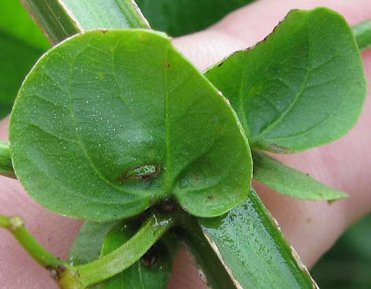 CYDISTA DIVERSIFOLIA, stipules and square stem