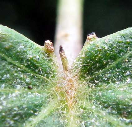 glands where petiole joins blade of Peregrina or Spicy Jatropha, JATROPHA INTEGERRIMA