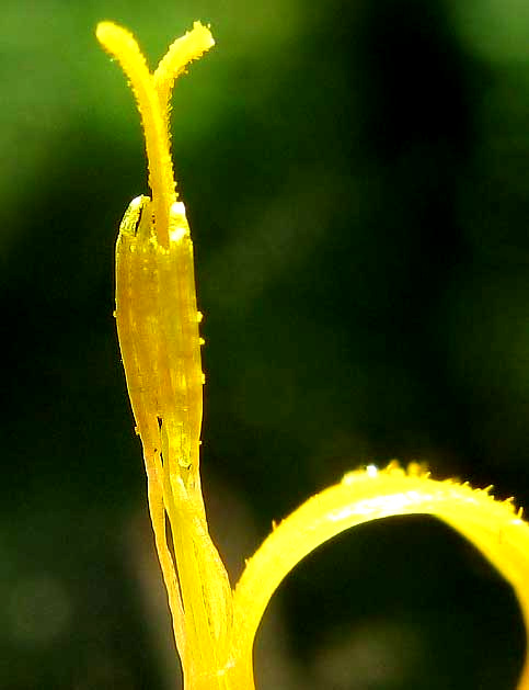 connate or united  marigold anther