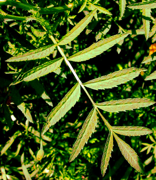 pinnately compound leaf of Big, Aztec or African Marigold, TAGETES ERECTA
