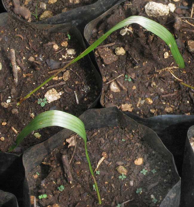 sunburned leaves of seedling Royal Palms