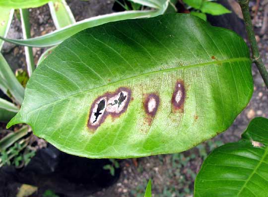 sunburned leaves of Ramon, Brosimum alicastrum