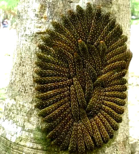 massed caterpillars of Ruby-spotted Swallowtail, Heraclides (Papilio) anchisiades idaeus, photo by Vicki Ciau of the Yucatan