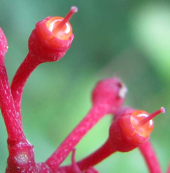 CISSUS GOSSYPIIFOLIA, flowers