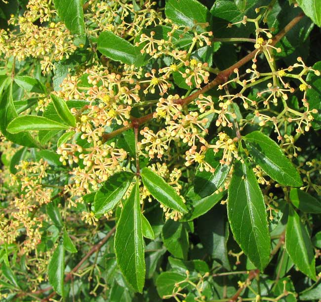 CISSUS TRIFOLIATA