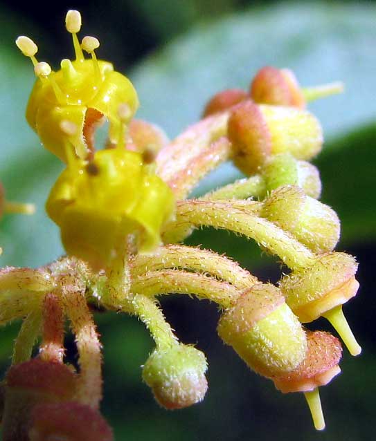 CISSUS TRIFOLIATA, flowers