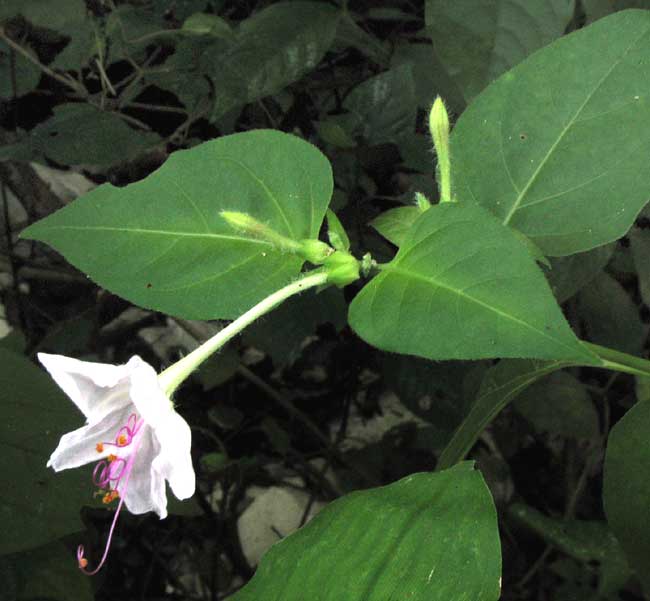 MIRABILIS LONGIFLORA